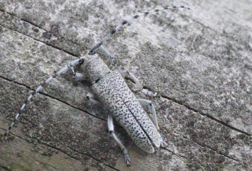Réf. 185 936 : Saperda similis